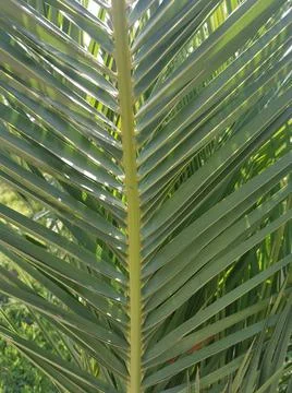 Single palm leaf with many stripes Stock Photos