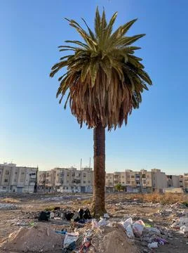 Single palm in the middle of an empty yard in Africa Stock Photos