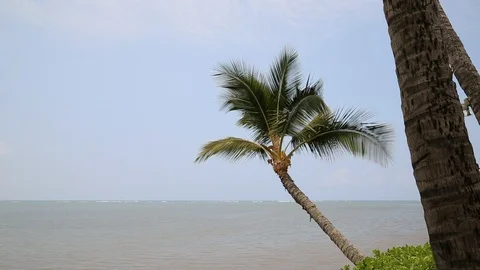 Single Palm over Ocean Stock Footage 93593621