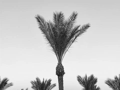 Single palm tree against blank sky 写真素材