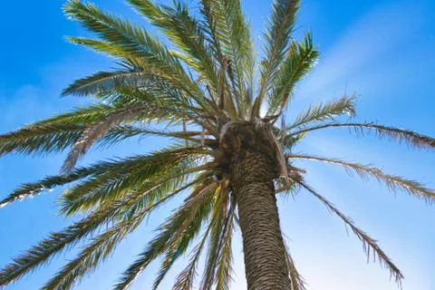 A single palm tree against a clear blue sky with the sun's rays coming throug Stock Photos