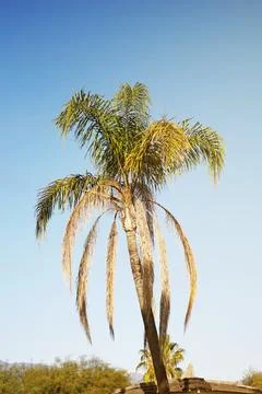 Single palm tree against clear sky Stock Photos