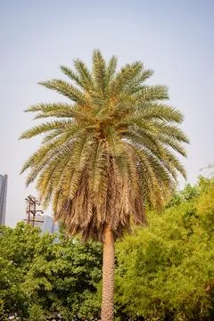 Single Palm Tree Against Clear Blue Sky in Park Stock Photos