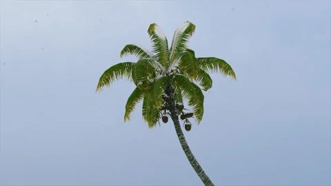 Single Palm Tree Against a Deep Blue Starry Night Sky Stock Footage 331050052