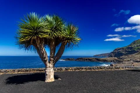 Single palm tree on the beach on the Atlantic Ocean wild vegetation Tenerife Stock Photos