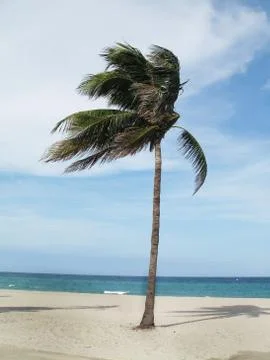 Single Palm Tree Beach Stock Photos