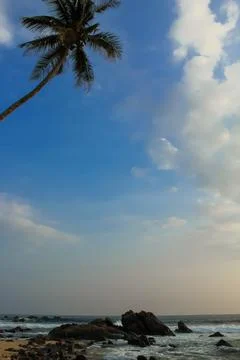 Single Palm tree at the Beach in a sunny day Stock Photos