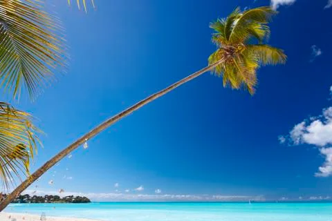 A single palm tree at a beautiful caribbean beach in Antigua with blue sky. Stock Photos
