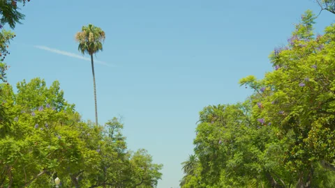 Single Palm Tree Blue Sky in Summer Green Leaves Video stock 201628058