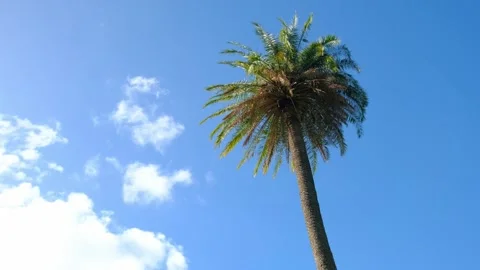 Single Palm Tree On Blue Sky with Clouds Stock Footage 253157401