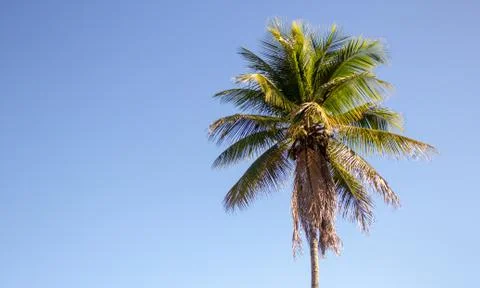 Single palm tree on a blue sky background Foto stock