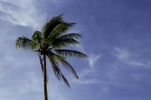 A single palm tree with a blue sky and a few clouds in the South Pacific Foto stock