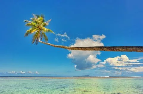 A single palm tree extends over a shallow coastal lagoon Stock Photos