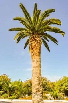 Single palm tree facing a beautiful Stock Photos