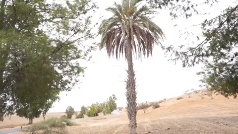Single Palm tree footage video Stock Footage 140362878