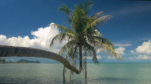 Single palm tree hanging over lagoon 動画素材 87126823
