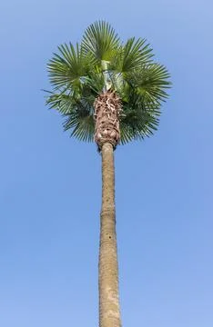 Single palm tree isolated on blue sky 库存照片