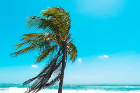 Single palm tree  left side image with leaves windy weather on Australian beach Stock Photos
