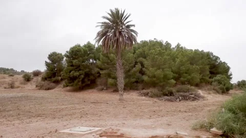 Single Palm tree with many trees behind in a field Stock Footage 140363721