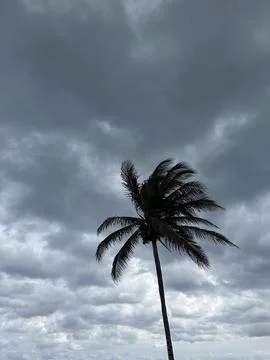 Single Palm Tree with an Overcast Sky. Stock-Fotos
