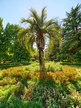 Single palm tree in the park. Stock Photos
