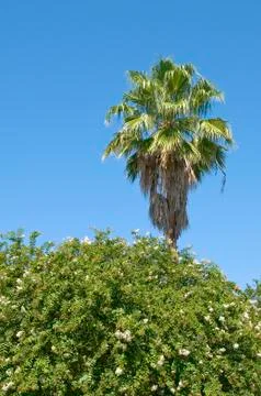 Single palm tree with partly cloudy blue sky Stock Photos
