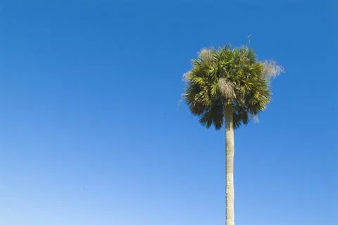 Single palm tree Stock Photos