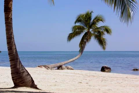 Single palm tree Stock Photos