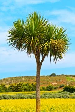 Single palm tree Stock Photos