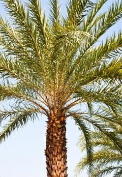 Single palm tree. Stock Photos