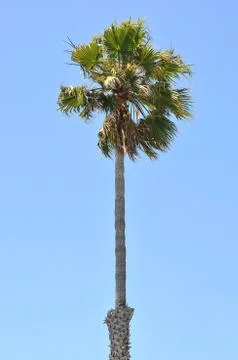Single palm tree Stock Photos