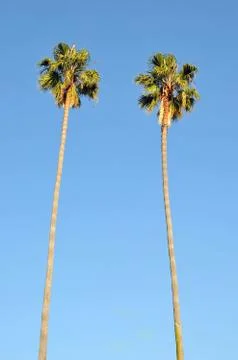 Single palm tree Stock Photos