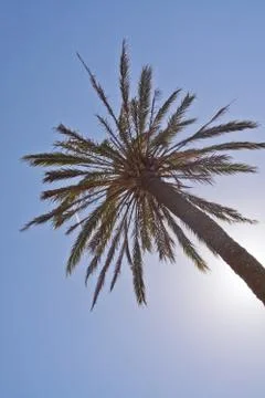 Single palm tree Foto stock