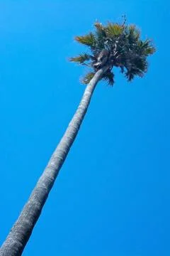 Single palm tree Foto stock