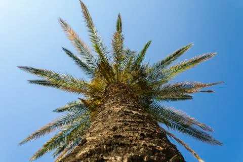 Single palm tree Stock Photos