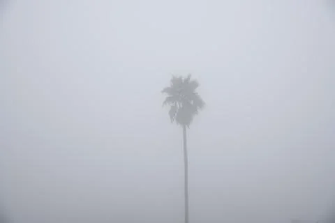 Single palm tree Stock Photos