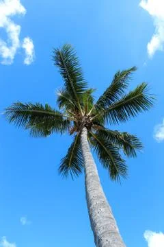Single Palm Tree reaching up to blue sky 写真素材