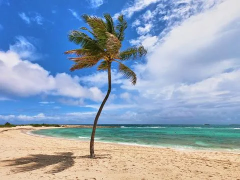 Single palm tree in sandy beach landscape against ocean and blue sky Foto stock
