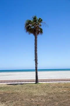 A Single Palm Tree on a Sandy Beach in Spain Stock Photos
