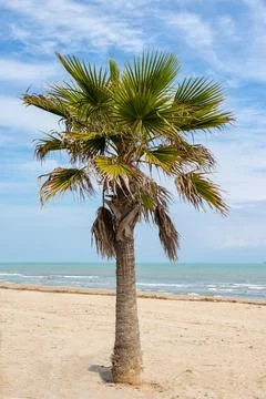 Single palm tree on sandy beach near turquoise ocean Photos