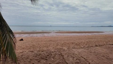 A single palm tree standing on a deserted sandy beach Stock Footage 278642892