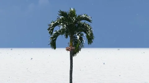 Single Palm Tree Standing on White Salt Flat Landscape Vídeo Stock 330919381