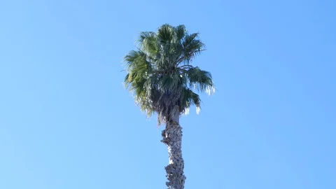 A Single Palm Tree on a sunny day Stock Footage 128442911