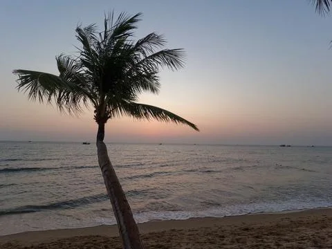 Single palm tree at sunset beach in Phu Quoc Vietnam Stock-Fotos