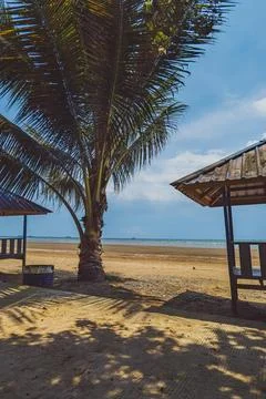 A single palm tree sways gently on a beach Stock Photos