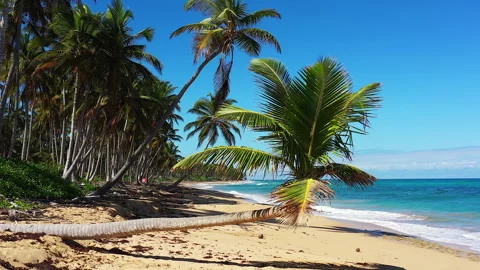 A Single Palm Tree Towers over a Lonely Beach in the Dominican Republic. Stock Footage 274832921