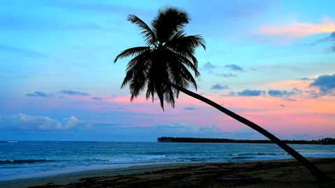 A Single Palm Tree on a Tropical Beach at Sunset. Stock Footage 273256723