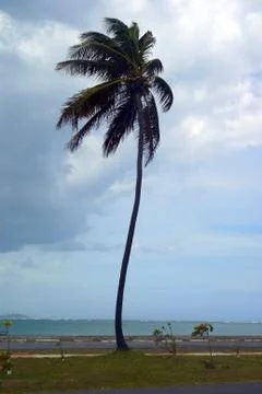 Single palm tree in wind vertical with clouds Stock Photos