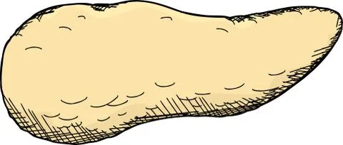Single pancreas Stock Illustration