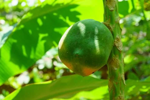 A single papaya fruit grows on a tree Stock Photos